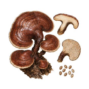 Ilustración de reishi