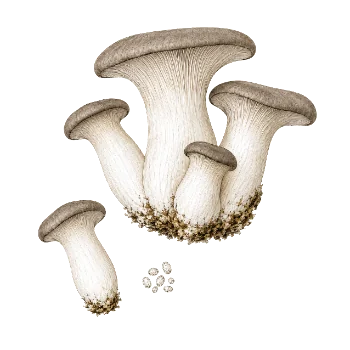 Ilustración de eryngii (Pleurotus eryngii)